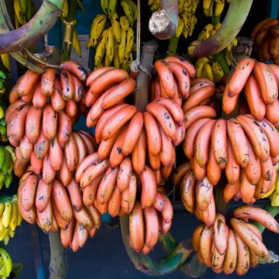 Colorful Banana